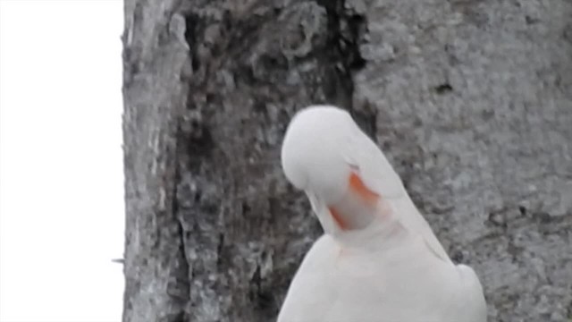 Salmon-crested Cockatoo - ML201620301