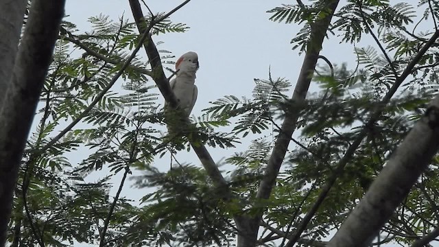 Salmon-crested Cockatoo - ML201620311