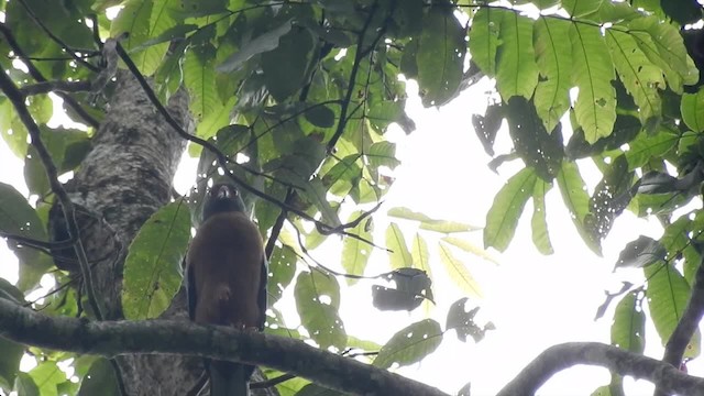 Variable Goshawk (Variable) - ML201620321