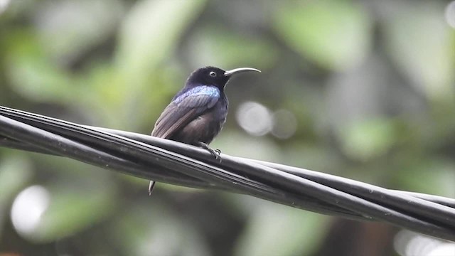 クロタイヨウチョウ - ML201620401