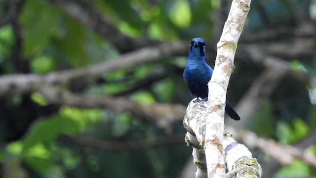 Shining Flycatcher - ML201620421