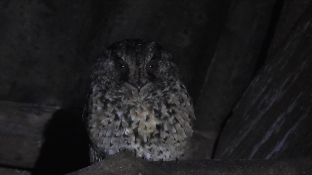 Mountain Owlet-nightjar - ML201620511