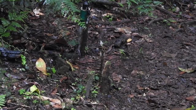 White-striped Forest Rail - ML201620541