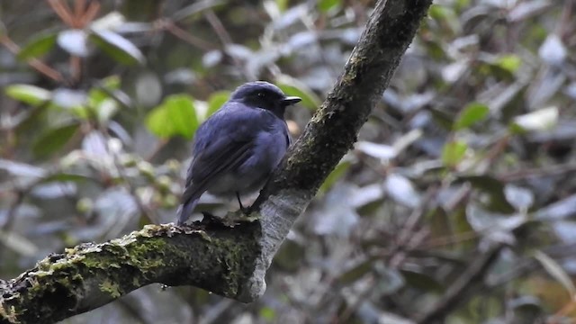 Black-throated Robin - ML201620611