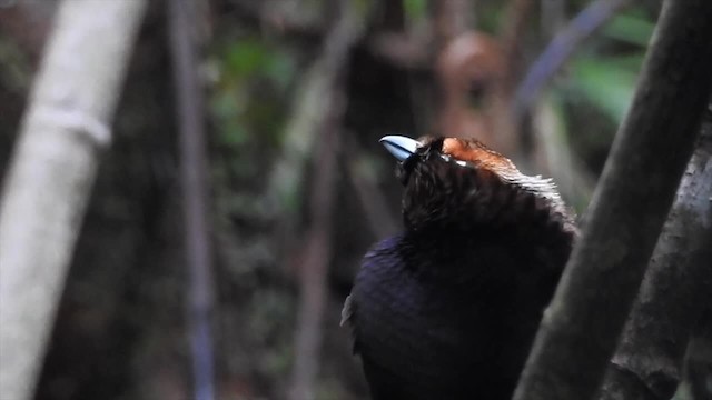 Magnificent Bird-of-Paradise - ML201620661