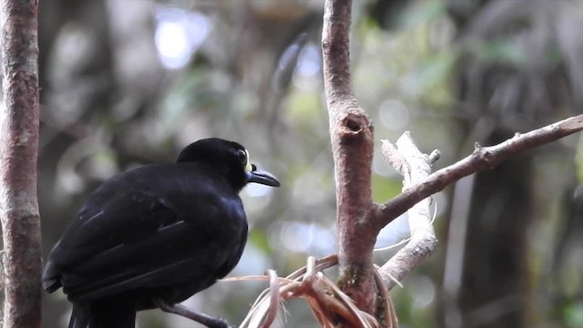 Paradisier caronculé - ML201620711