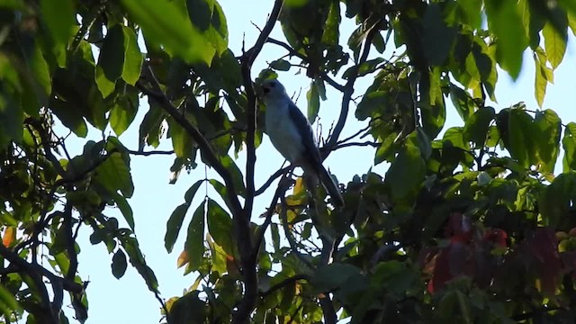 Gray-headed Goshawk - ML201620761