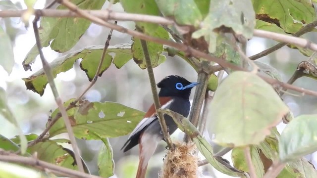 African Paradise-Flycatcher - ML201620801