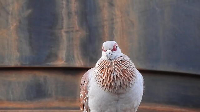 Speckled Pigeon - ML201620811