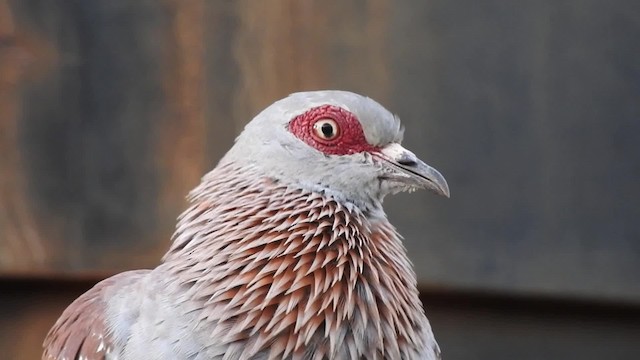 Pigeon roussard - ML201620821