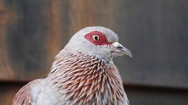 Speckled Pigeon - ML201620821