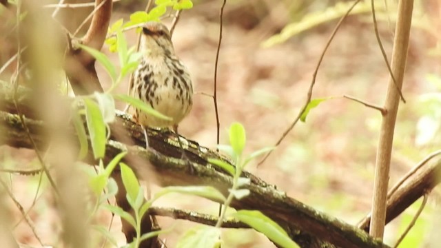 Spotted Morning-Thrush - ML201620841