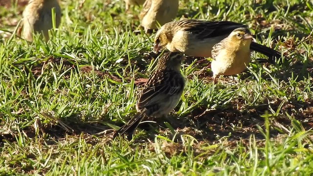 Red-cowled Widowbird - ML201620851