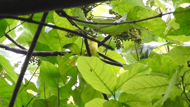 Pemba White-eye - ML201620871