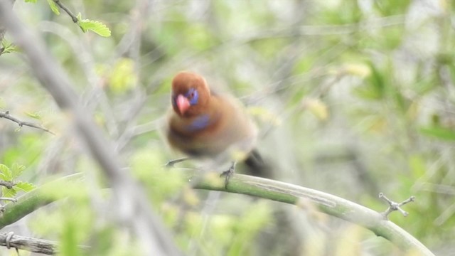 ムラサキトキワスズメ - ML201620921