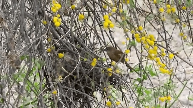 Freckle-breasted Thornbird - ML201620961