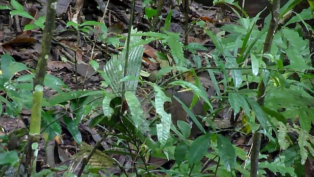 Great Tinamou - ML201620991