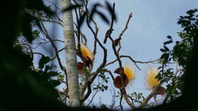 Paradisier grand-émeraude - ML201621001