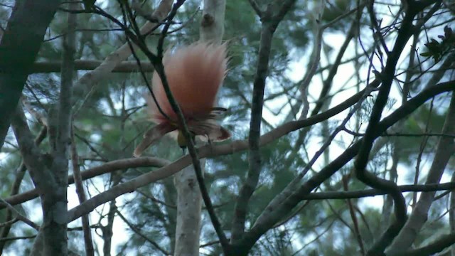 Raggiparadiesvogel - ML201621021