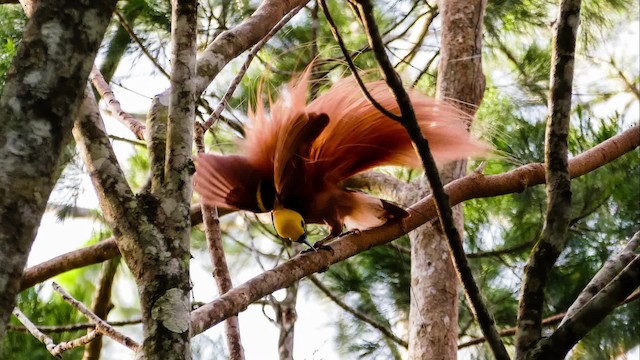 アカカザリフウチョウ - ML201621041