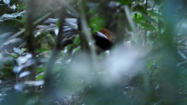 Albert's Lyrebird - ML201621051