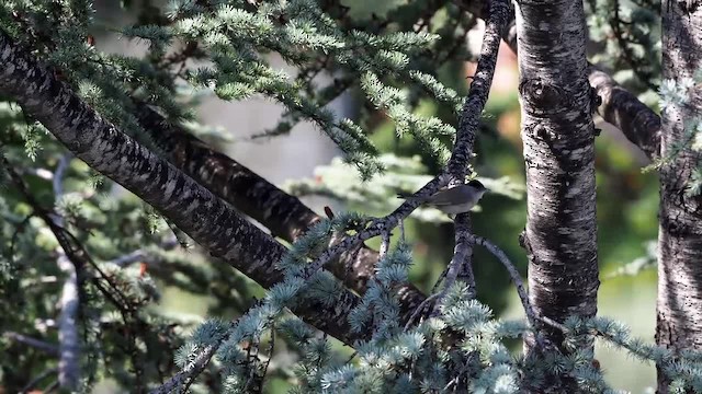 Eurasian Blackcap - ML201621061