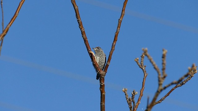 White-barred Piculet (White-barred) - ML201621101