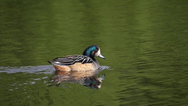 Chiloe Wigeon - ML201621131