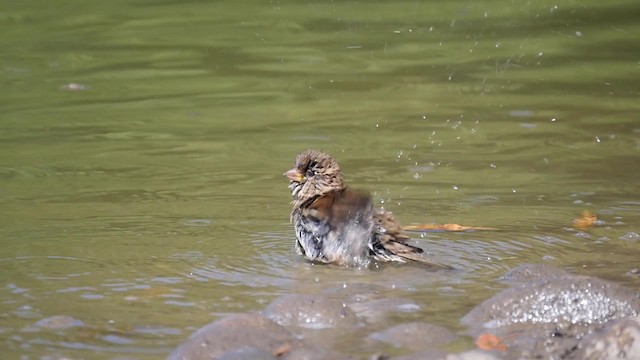 House Sparrow - ML201621161