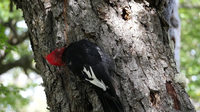 Magellanic Woodpecker - ML201621171