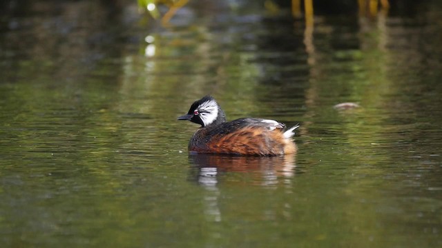 White-tufted Grebe - ML201621181