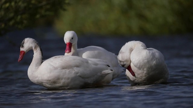 Coscoroba Swan - ML201621191