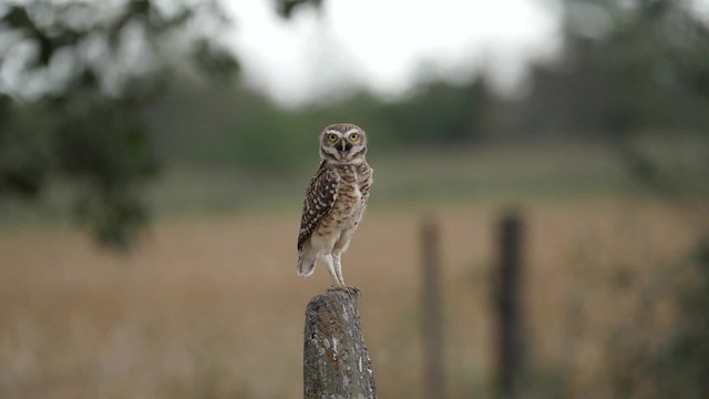 Burrowing Owl (Southern) - ML201621211