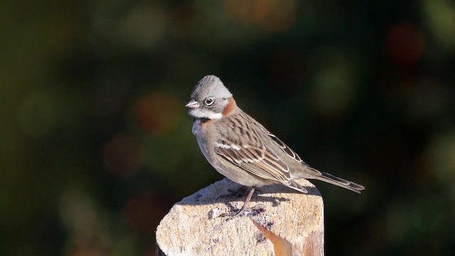 Rufous-collared Sparrow (Patagonian) - ML201621221