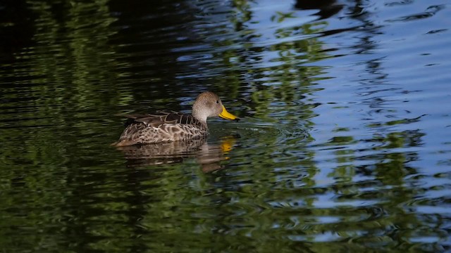 Yellow-billed Pintail (South American) - ML201621251