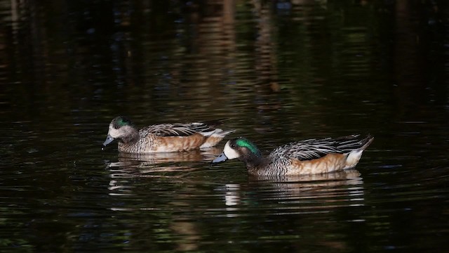 Chiloe Wigeon - ML201621261