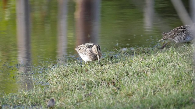 Magellanic Snipe - ML201621281