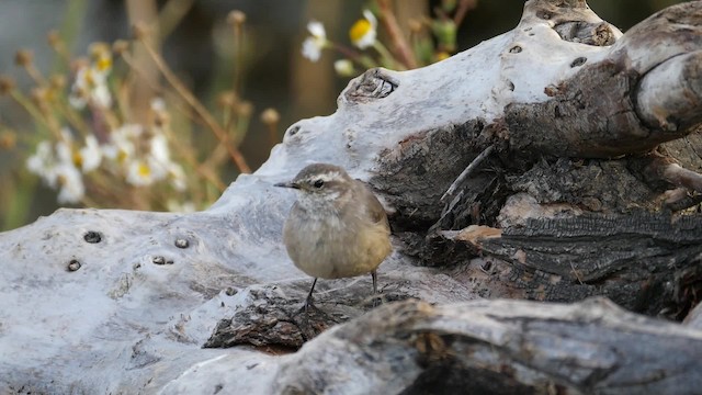 Buff-winged Cinclodes - ML201621331