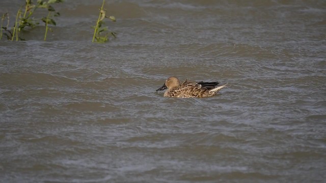 Cuchara Argentino - ML201621341