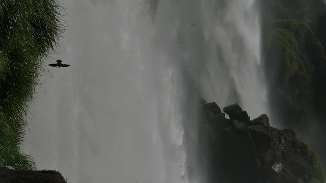 Great Dusky Swift - ML201621381