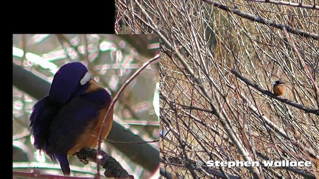 Azure Kingfisher - ML201621421