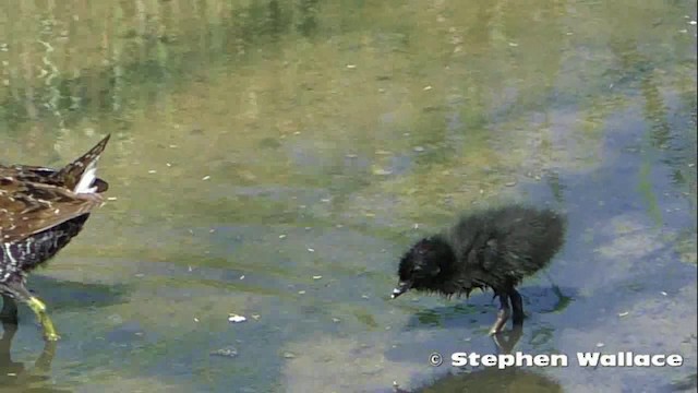 Australian Crake - ML201621431