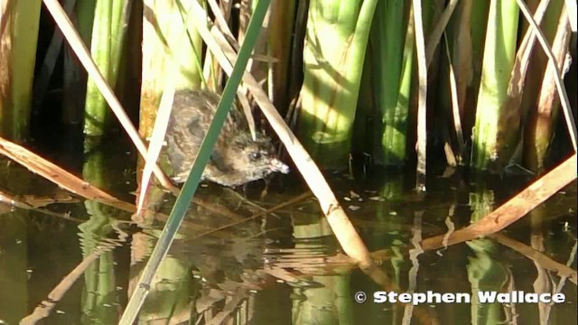 Australian Crake - ML201621441