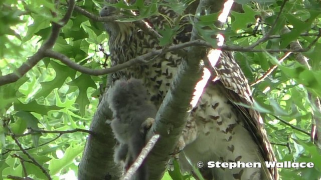 Powerful Owl - ML201621461