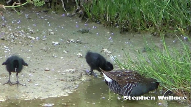 Australian Crake - ML201621491