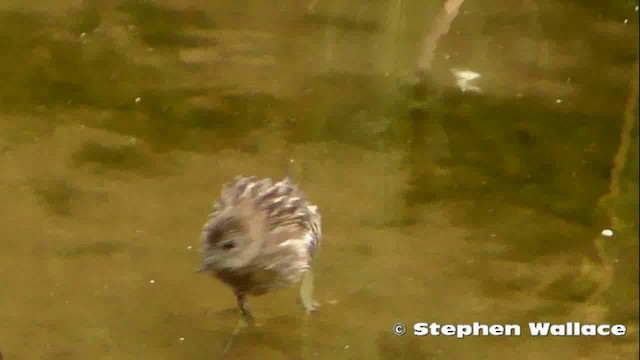 Australian Crake - ML201621501