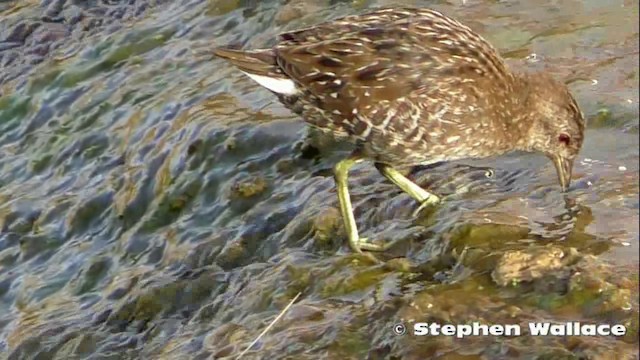 Australian Crake - ML201621511