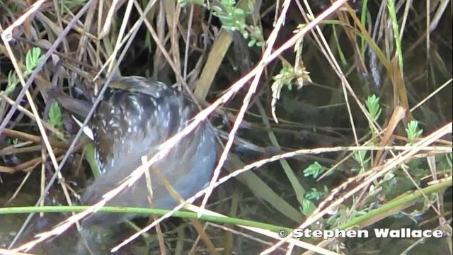 Australian Crake - ML201621521