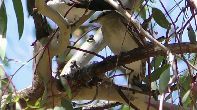 White-winged Triller - ML201621541