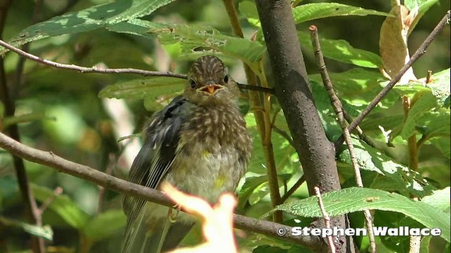 Eastern Yellow Robin - ML201621551